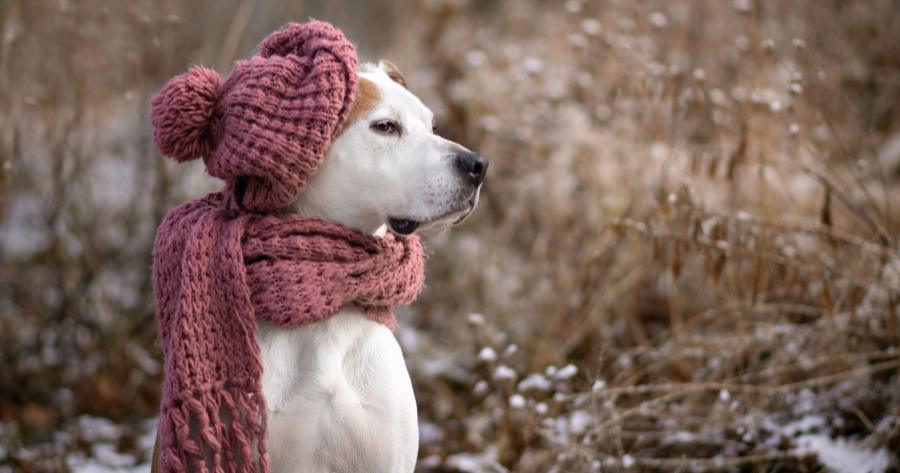 Cuidados com a saúde no inverno