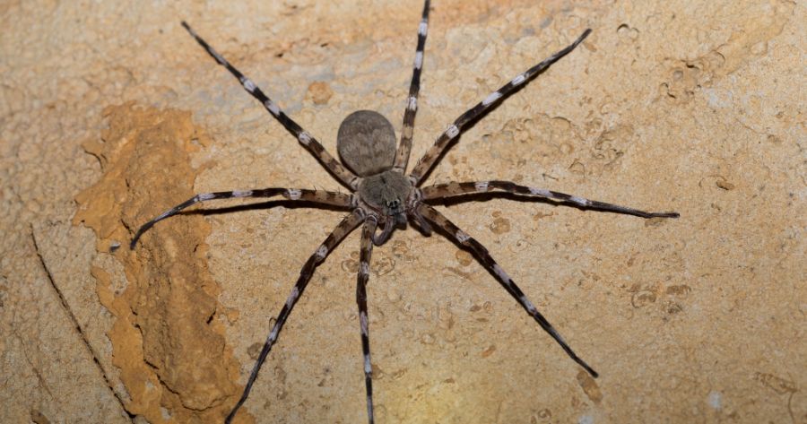 Animal peçonhento - aranha