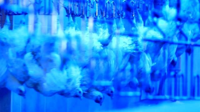 Perigos da amonia nos frigorificos linha de producao