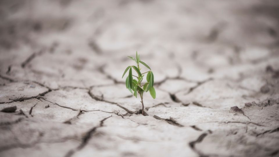 Desenvolvendo resiliência no trabalho