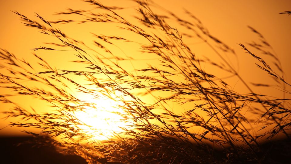 Ondas de calor no campo