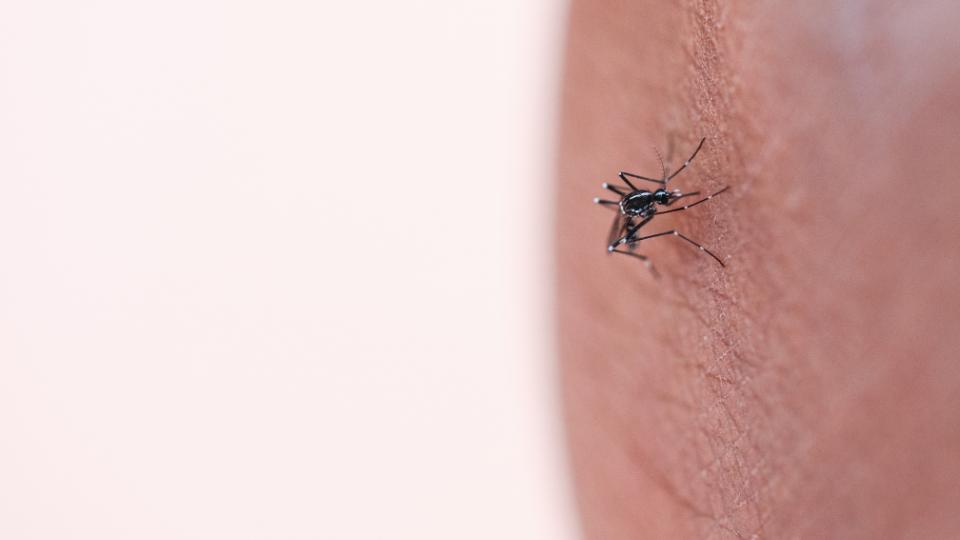 Mosquito Aedes Aegypti