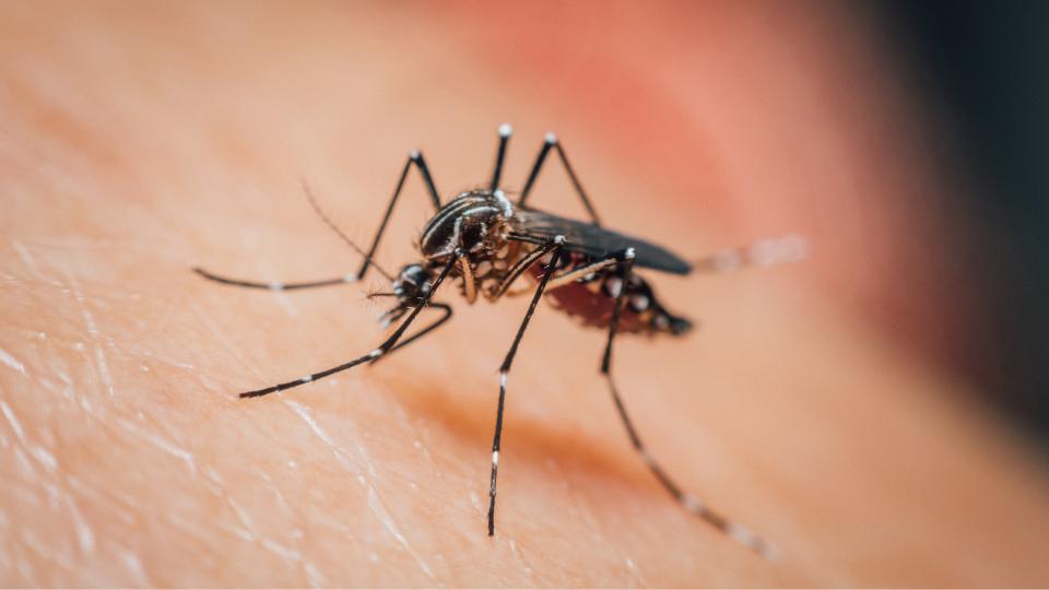 Dengue