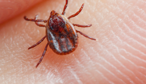 Febre Maculosa